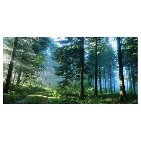 Green Trees Roads Sunrise Forest Landscape image 1