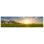 Landscape Nature Grass Horizon Blossom image 1